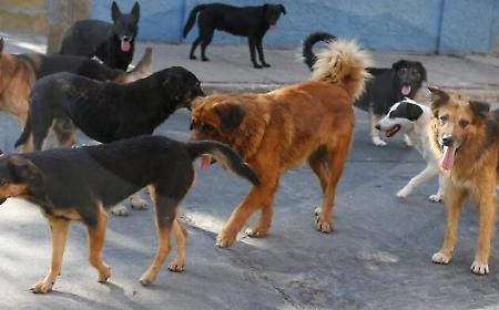 "Siamo ostaggi in casa nostra": branco di 15 cani semina il panico in zona Peep. Residenti barricati