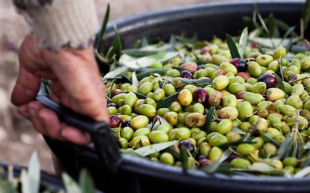 La Sicilia &egrave; la seconda regione d'Italia per produzione di olio, ma il picco della produzione &egrave; ancora lontano