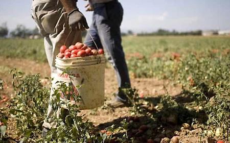 La Sicilia con 5.900 aziende regione leader per numero di imprese agricole giovanili