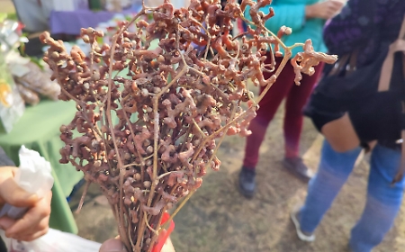 Che albero &egrave;? Viene dall'Himalaya, cresce a Giarre e ha degli strani "frutti" che sanno di uva passa