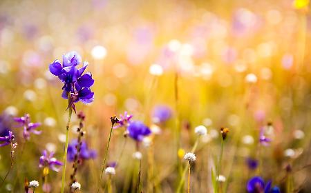 I fiori eduli sono il nuovo trend della flower economy della cucina che vale milioni