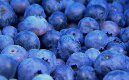 Mirtilli sostenibili e del tutto made in Sicily, la sfida parte da Mazara del Vallo: &laquo;Pronte le prime 10mila vaschette&raquo;