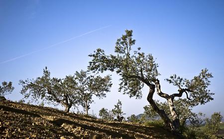 Olio e vino, un&rsquo;unica bussola: la Sicilia porta i suoi itinerari a Valladolid e scommette sul nuovo enoturismo mediterraneo