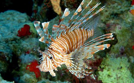 Se la specie aliena si batte mangiandola: l'esempio del pesce leone e della Grecia