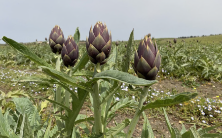 Il carciofo spinoso di Menfi
