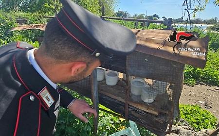 Controlli straordinari dei carabinieri ad Acireale: caseificio abusivo chiuso, sequestrati 250 kg di formaggi pronti alla vendita