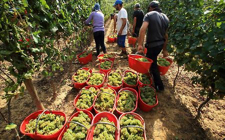 &ldquo;Facciamo tutto noi&rdquo;: la sfida dei vignaioli indipendenti siciliani