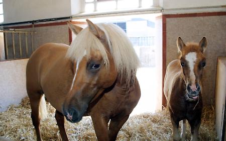 Addio alla carne di cavallo? La rivoluzione etica che spacca l'Italia