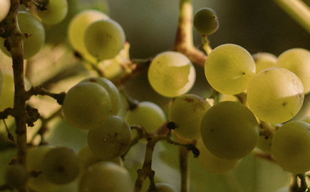 Festa del Catarratto: Santa Cristina Gela celebra il vino dell'anima siciliana