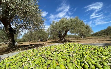 Per il Gambero Rosso il miglior Olio Dop d&rsquo;Italia si produce in Sicilia. Ecco dove trovarlo