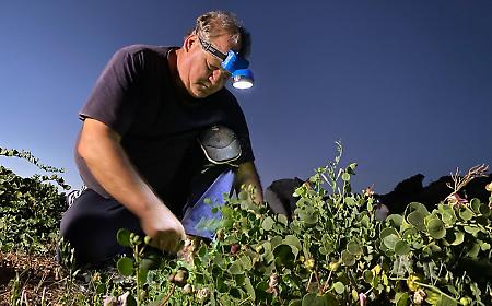 Insetti sterili per salvare il cappero di Pantelleria: cos&igrave; la scienza sconfigge la cimice killer