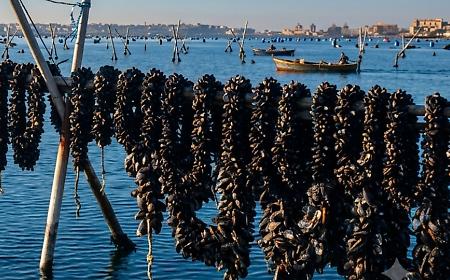Acque "bollenti" e fondali senza ossigeno, il clima minaccia cozze e vongole