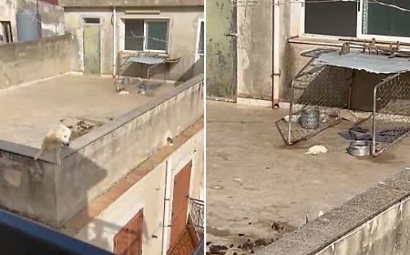 Sciacca, terrazzo dell&rsquo;orrore: quattro cuccioli morti sotto il sole, salvati gli altri cani