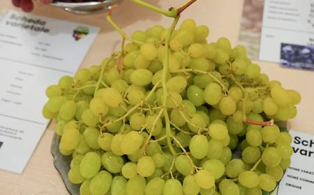 Il caldo anticipa la maturazione dell'uva da tavola in Puglia: prodotto di qualit&agrave; eccellente