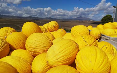 Le sagre del weekend in Sicilia: dal melone giallo al "Carrua Fest", dal Carnevale di Acireale al vino cosa c'&egrave; da fare nel fine settimana