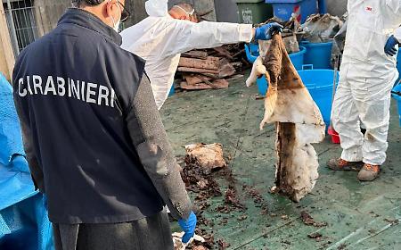 Aci Catena, spoglie mortali in sacchi di spazzatura scaricati in discarica