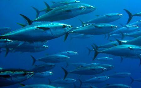 Tonno rosso, alla Sicilia il 50% delle quote. Il governo: &laquo;Lavoriamo per allargare la cassa integrazione alla pesca&raquo;