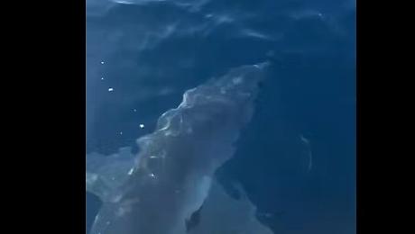 Squalo Mako attacca una barca da diporto: il video postato sui social