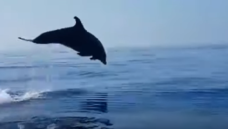 Delfino intrappolato in una rete salvato da diportisti: il branco festeggia e il video diventa virale