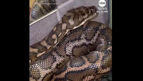 Un pitone "scatenato" distrugge il bagno di una casa australiana