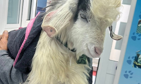 Un capretto con due zampe spezzate trova "casa" a Stromboli con un'adozione