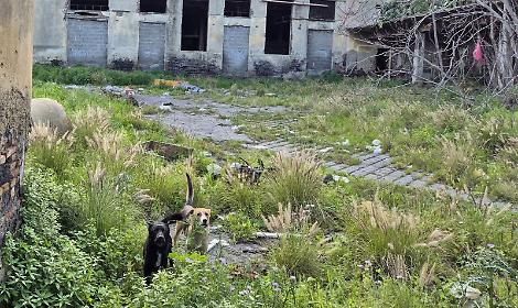 Morta nel rudere, &laquo;Non uccisa con un punteruolo ma sbranata dai cani randagi&raquo;