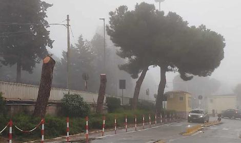 &laquo;Alberi tagliati e ascensori inutilizzabili all'ospedale&raquo;