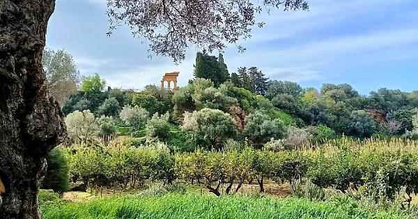 Fai di primavera, il giardino della Kolymbethra di Agrigento tra i 780 ...
