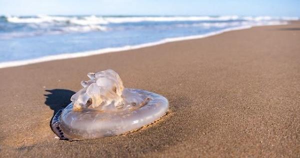 Scicli: arrivo di meduse sulle coste di Spinasanta e Pozzallo