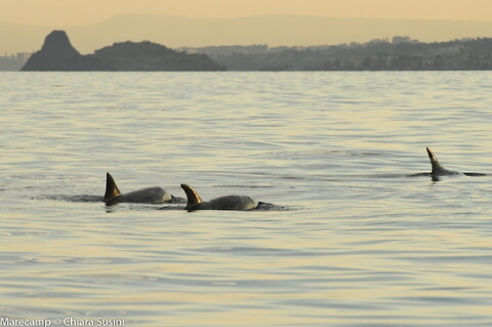 Delfini ad Aci Trezza