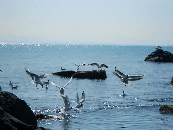 Mese Giugno - Acitrezza