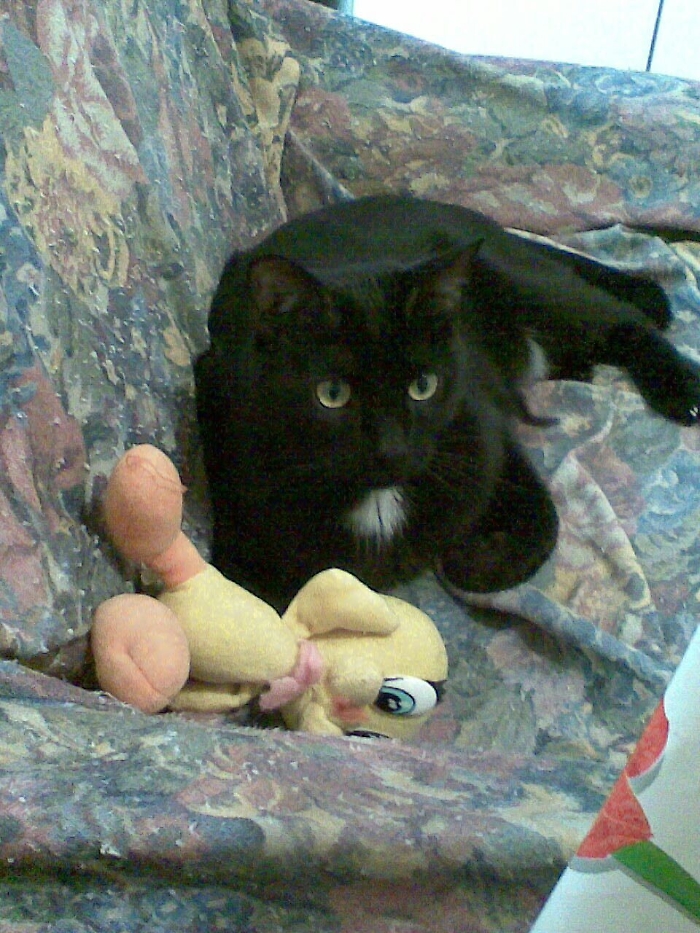 A Mil&ugrave; Amico fidato di nero ammantato compagno di giochi vegliardo silente riscaldi il mio cuore allieti la mente sul sof&agrave; disteso muto e incompreso a