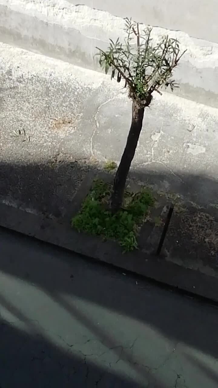 38284900-oleandrimp4_1620383339907