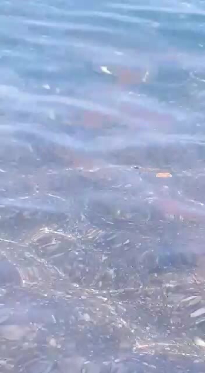 4503519-recanatimp4_1620403466502