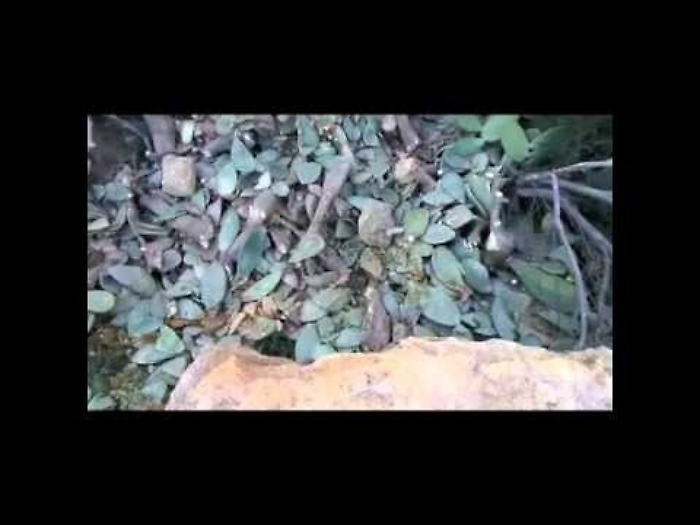 6YzbGhSqybQ_1620408002980