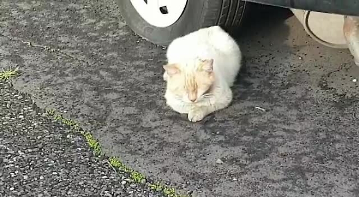 6cda3bf23487a42374ec8cd0ca05f477_1620378362732