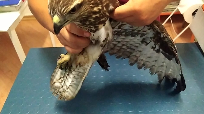 90225378-poianamp4_1620384629347