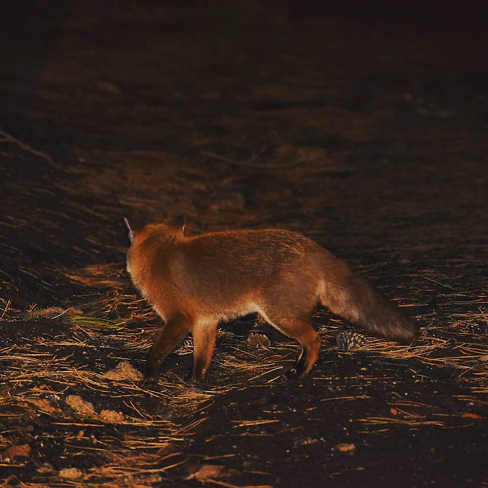 1616431687220_1620673024434