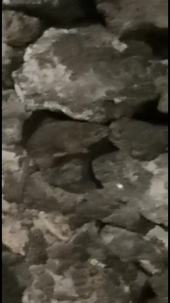 1616432021741_1620673029095