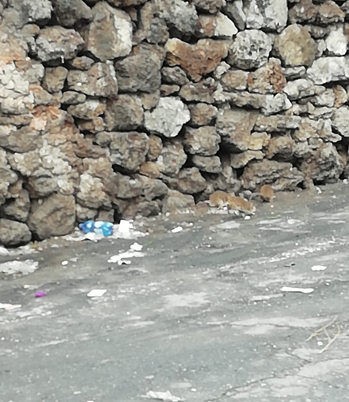 1616432022076_1620673038922