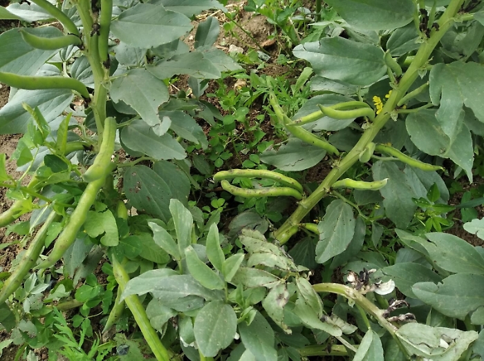 1616611579930_1620673318901