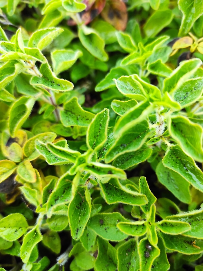 1616611583239_1620673321912