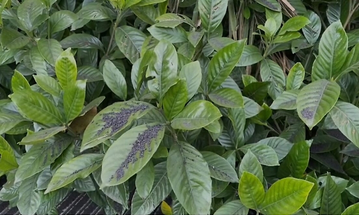 1616611584378_1620673324715