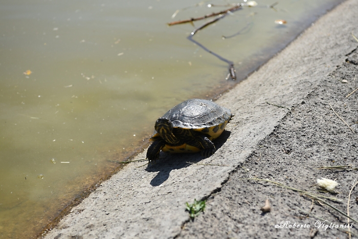 1618068331694_1620653529962