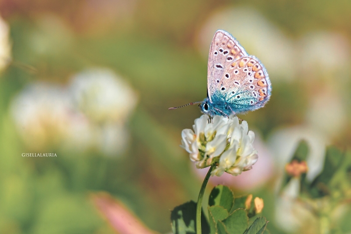 1618337887446_1620688713552