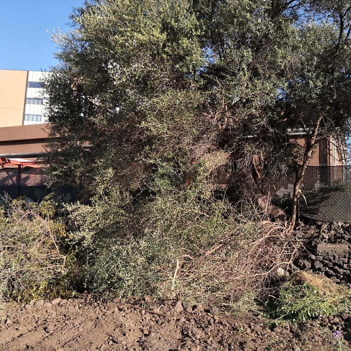 1618420154238_1620688793580