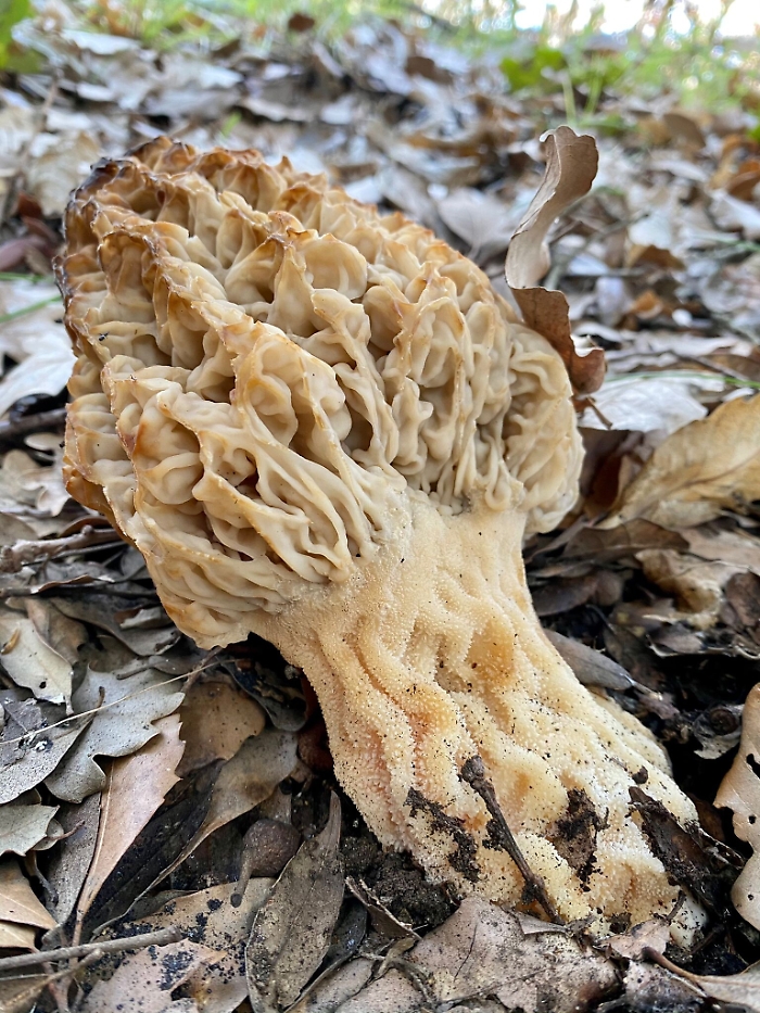 1619540300630_1620703776841