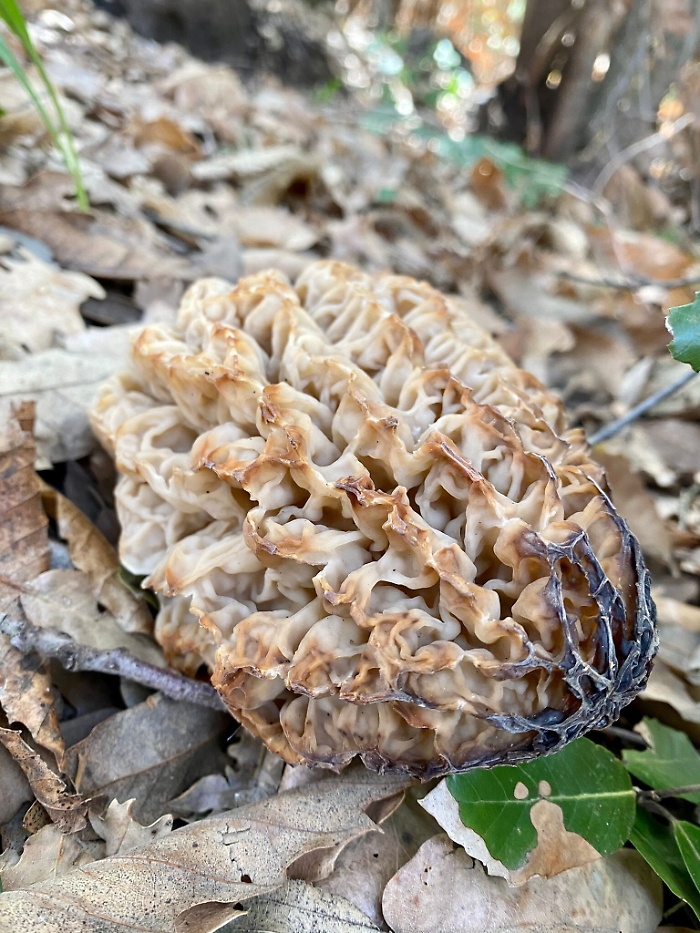 1619540302313_1620703780733