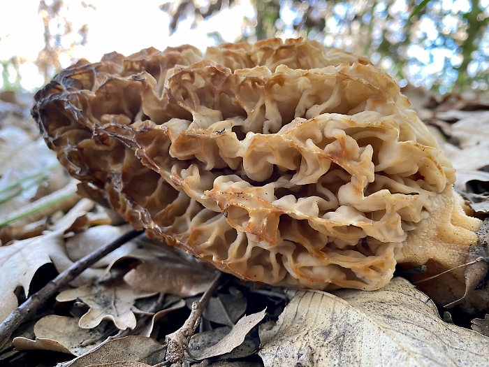 1619540303941_1620703784414