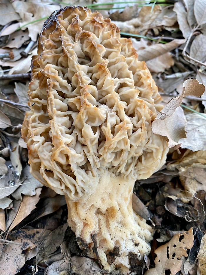 1619540326784_1620703792152